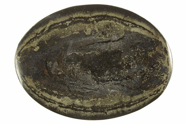 Polished Fish Coprolite (Fossil Poo) Nodule Half - Scotland #315185